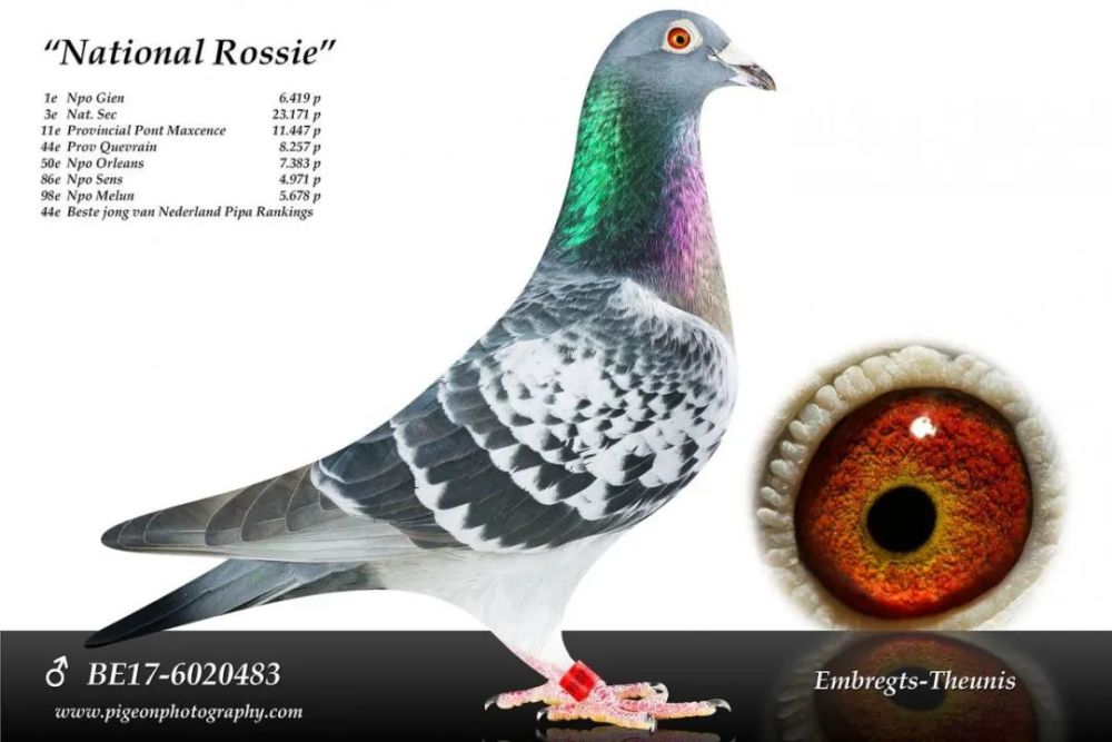 当今荷兰鸽坛最优秀的全能鸽舍欣赏他的优秀种赛鸽