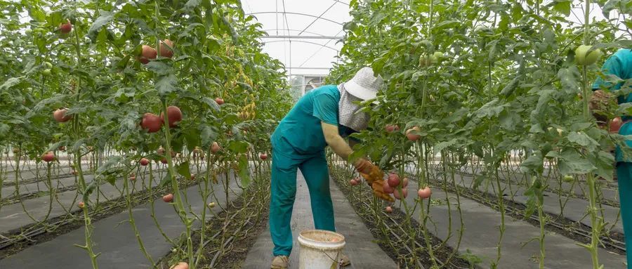 番茄|老农教你三招，种出优质番茄！