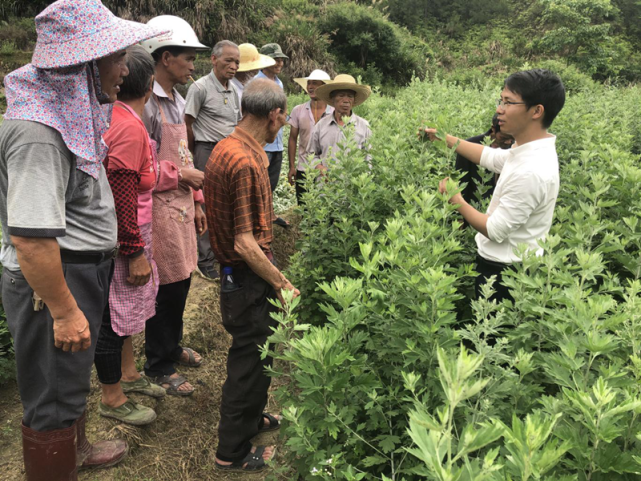 高浪欽向參與艾草種植的貧困戶講解艾草管護知識