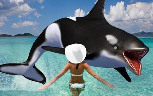 杀人鲸和杀鲸人组队捕鲸的日子