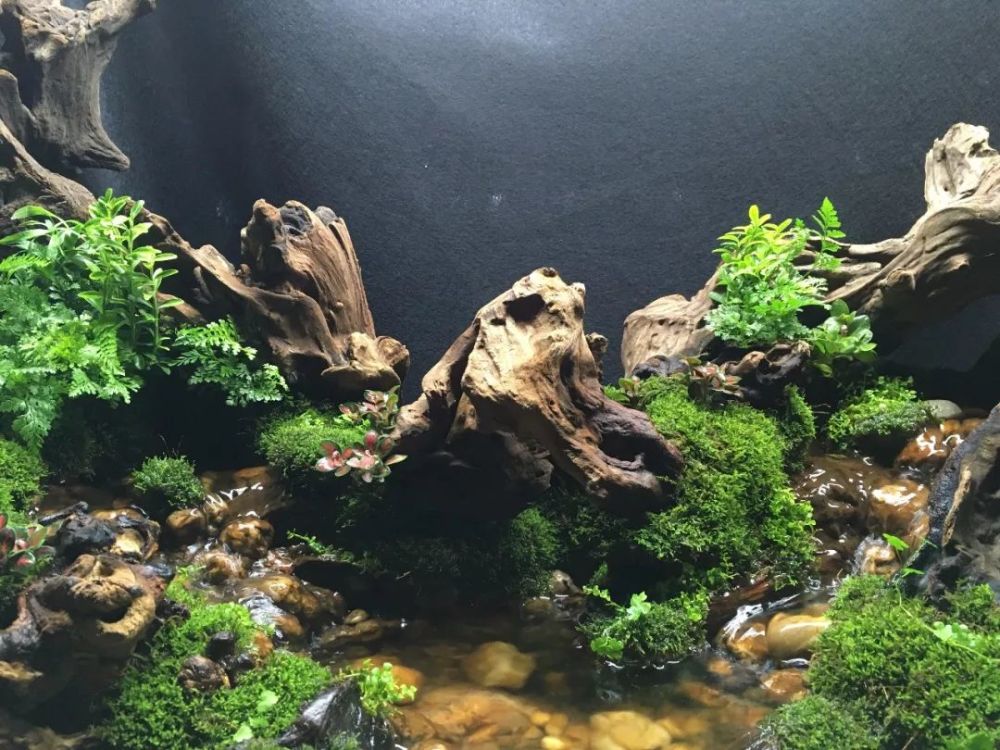 生态造景缸上的风水注意事项