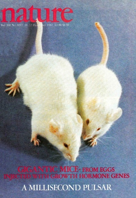 让人们看到了转基因技术在动物新品种培育方面的潜力