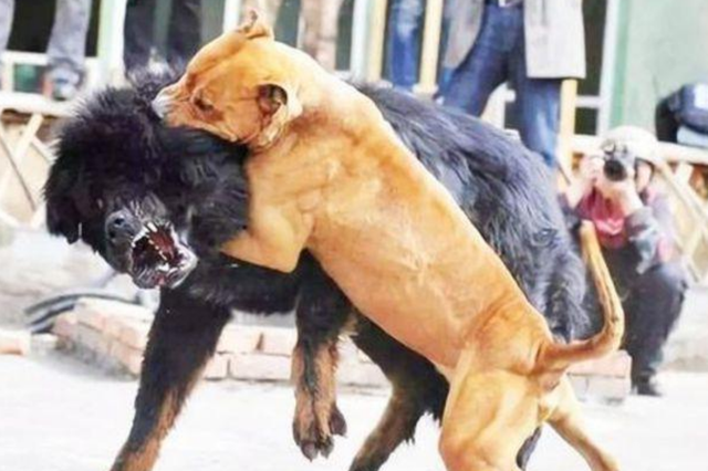 美国恶霸犬对战中国藏獒这一幕真不敢相信真的惹不起啊