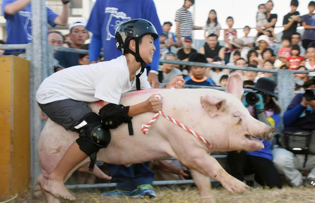 日本人果然脑回路清奇,闻所未闻的骑猪比赛,场面一度失控