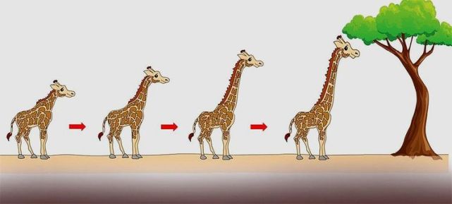 出生身高1.7米,脖子就占椎骨长度的一半,为啥它们长成这样