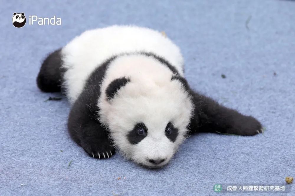 小年最萌汤圆滚滚来成都熊猫基地2020级熊猫宝宝新春拜年