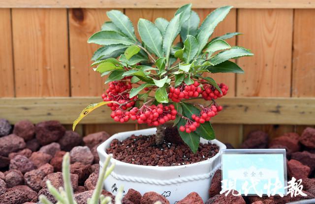 紫金牛(紫金牛怎么养殖)