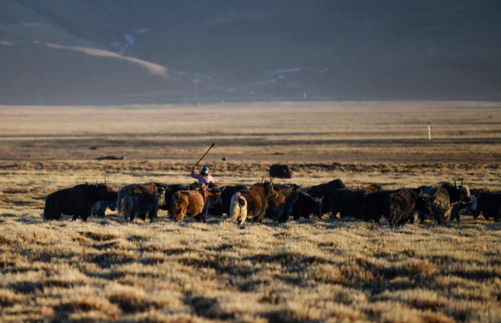 新春走基层冬季藏北高原牧民生活