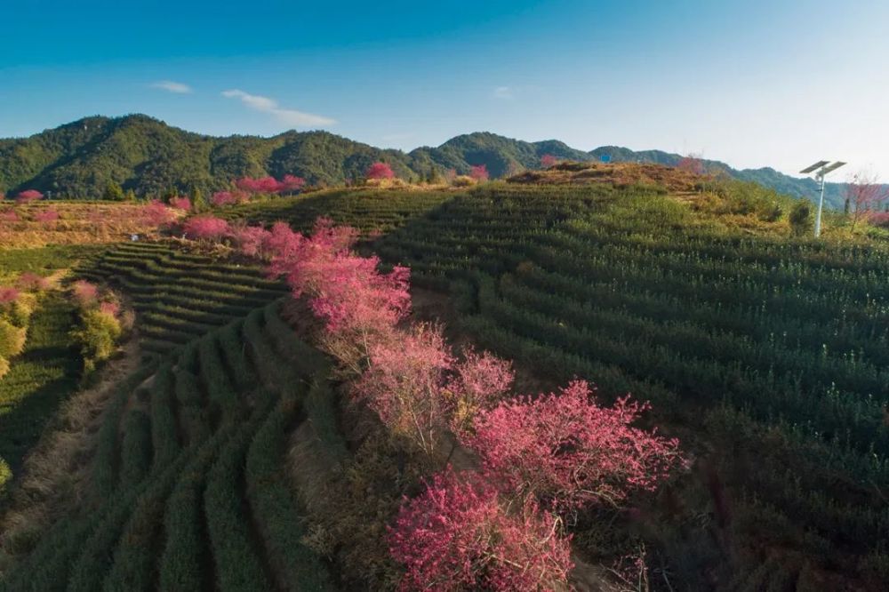 【視頻】和平有個櫻花小鎮,花開正似錦,美得像童話世界,快去打卡!