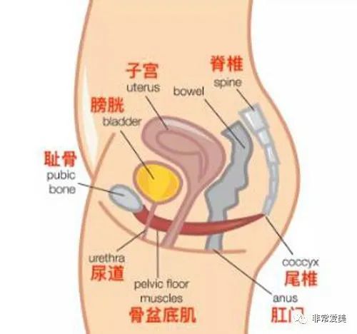 韩国qline女性医院解析盆底肌修复方法!