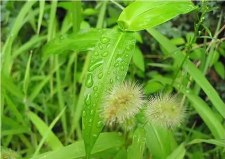 有關下雨的說說唯美句子帶圖片精選55句