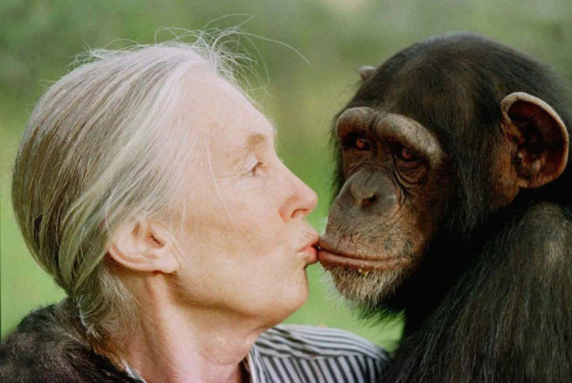 与黑猩猩杂交实验,5名人类女性愿为科学付出,最终效果如何?