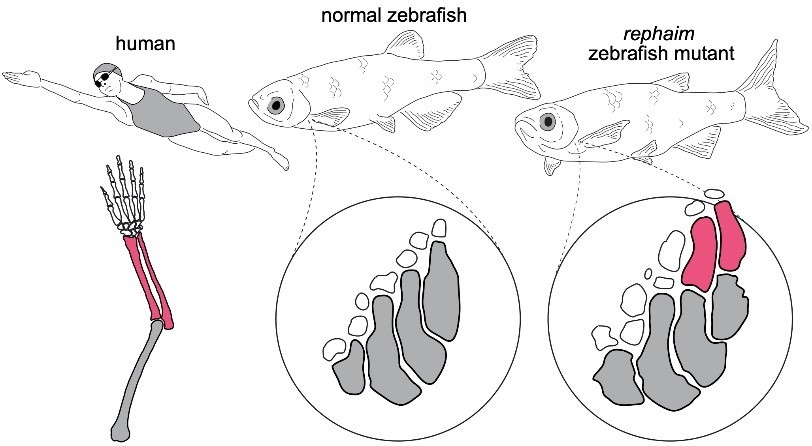 美科學家改造斑馬魚,獲取脊椎動物從海洋到陸地轉變的新線索