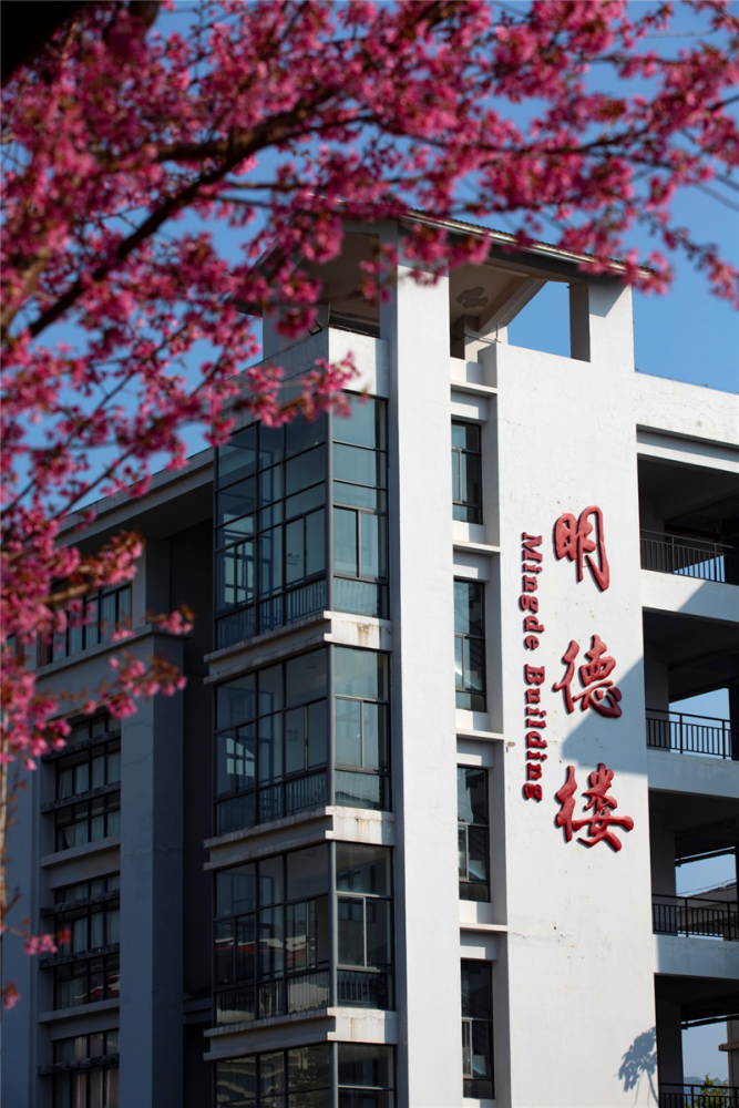 【美景】普洱学院樱花簇簇霞 满园春芽细细发