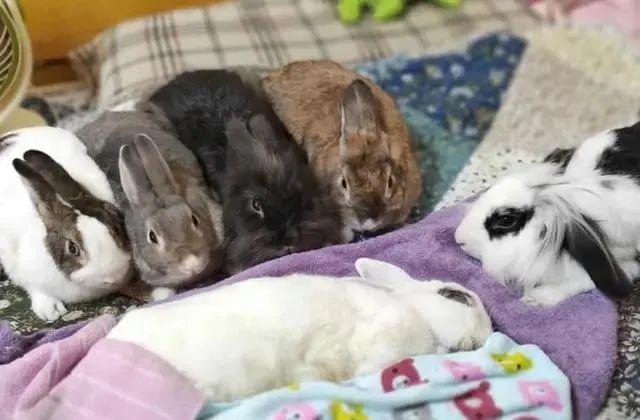 宠物兔子去世 19位亲人为它送行 腾讯新闻