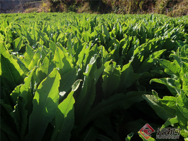云南漾濞:一棵贡菜带富一方群众_腾讯新闻