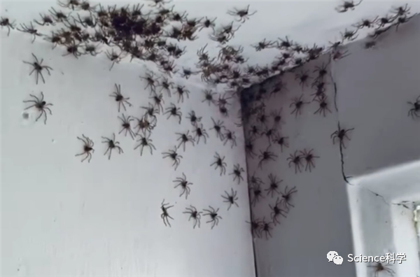 澳大利亚居民家中惊现大量蜘蛛:专家表示天气原因所致|蜘蛛|澳大利亚