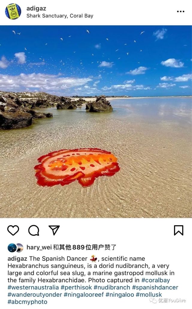 西澳知名海灘驚現神秘生物西班牙舞娘引大量網友圍觀驚豔眾人