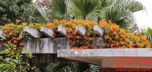 炮仗花善于攀爬,棚架屋顶,凌空而上,适合于门庭,阳台,天台,花架,栅栏