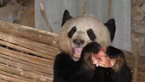 大熊猫会攻击人吗为什么