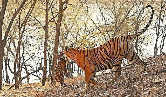 捏住老虎的后颈肉,老虎会不会像猫那样乖?