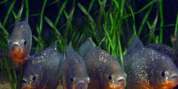 食人鱼有没有天敌 为什么 腾讯网