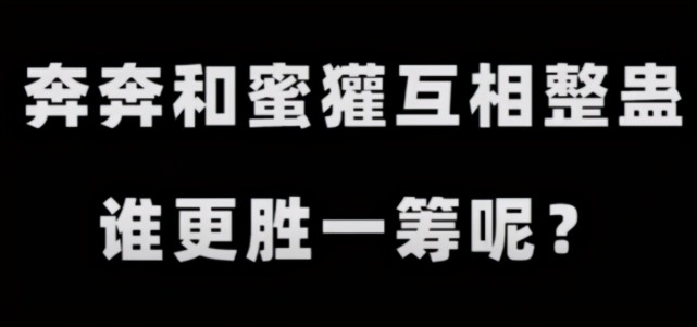 奔奔解说露脸直播蜜獾声援,网友:奔奔和蜜獾整蛊谁更胜一筹?