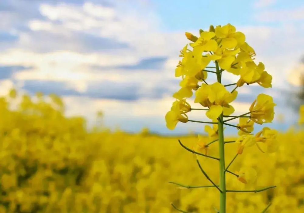 油菜花梅花三弄:枝梢梅花次第而开,花开稀落,有绿芽相伴,有小果相随