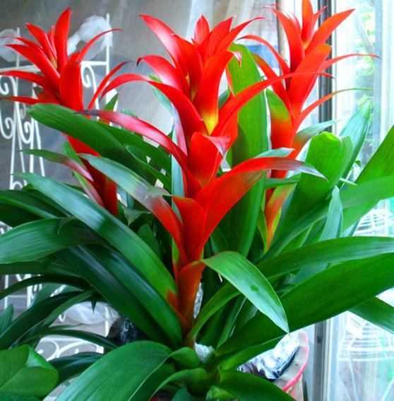 2月养盆喜庆花 人称 鸿运当头 好看好养 红红火火过大年 腾讯网