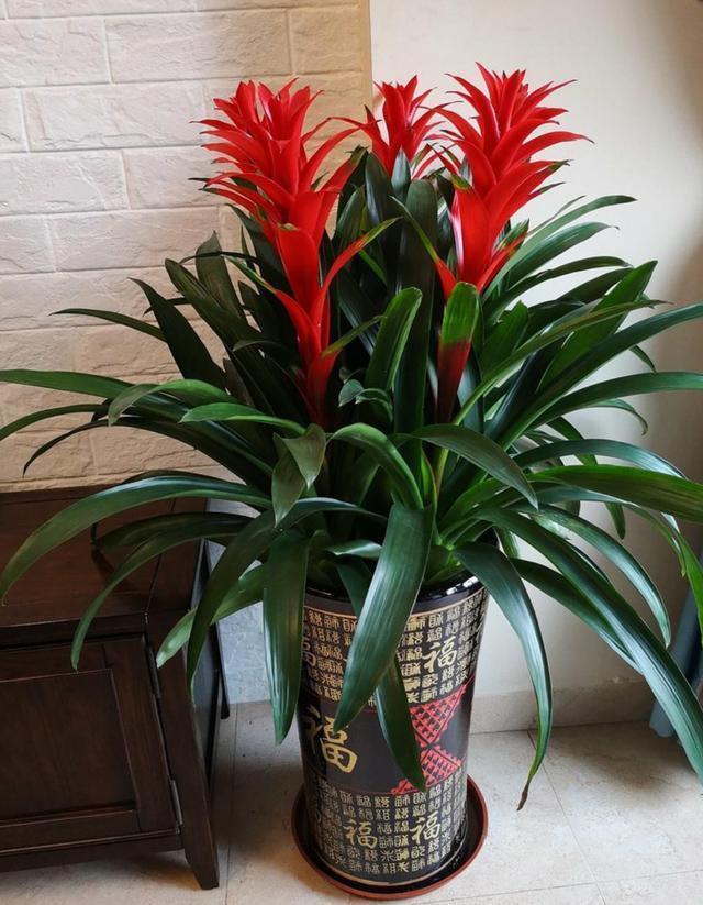 鸿运当头花怎么养鸿运当头花怎么养才红