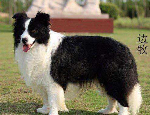 老年狗口臭严重怎么办 腾讯新闻