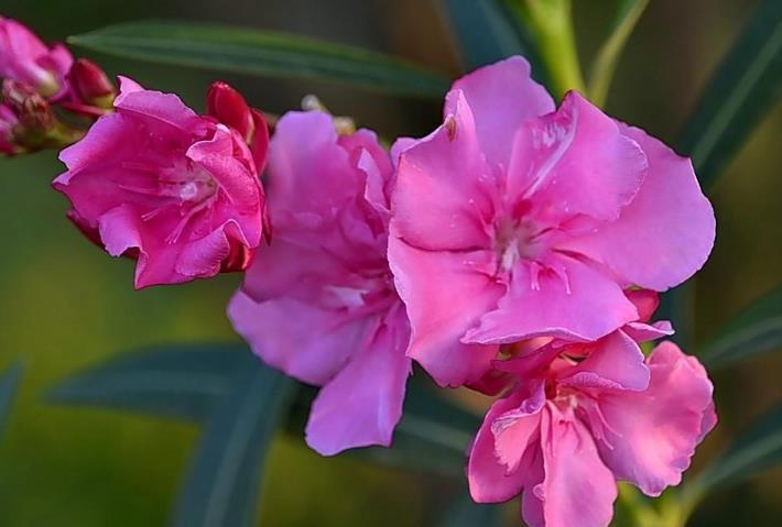 2月开始事业红红火火,财运一飞冲天的生肖