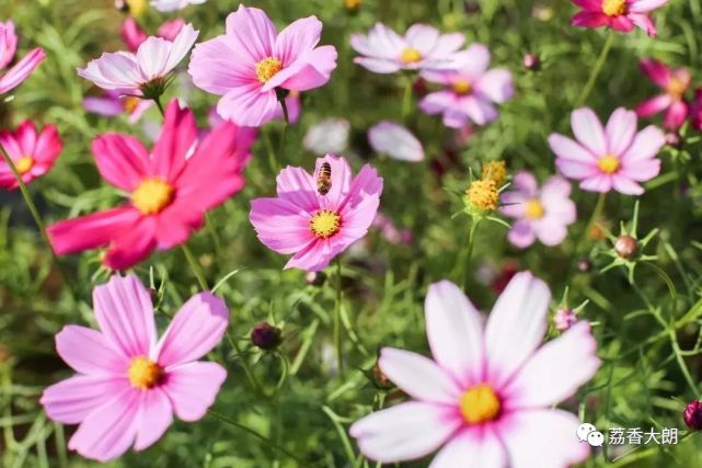 春暖花開,春節就到東莞這些地方賞花吧