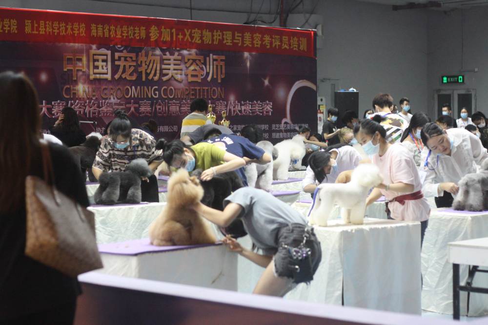 重庆宠物运输公司