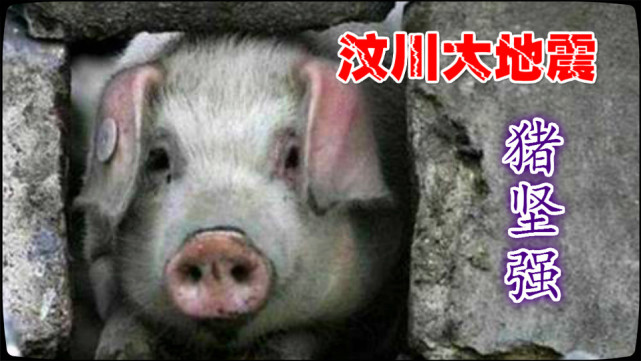 2008年汶川地震被埋36天的猪坚强如今怎么样了