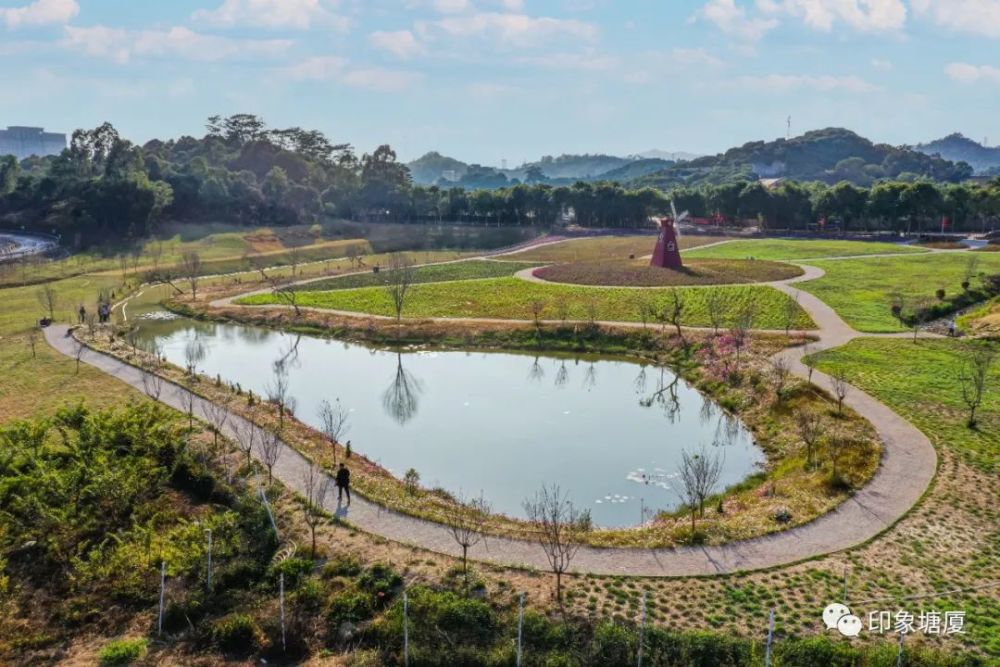 东莞这片花海将于年二十八起免费开放!