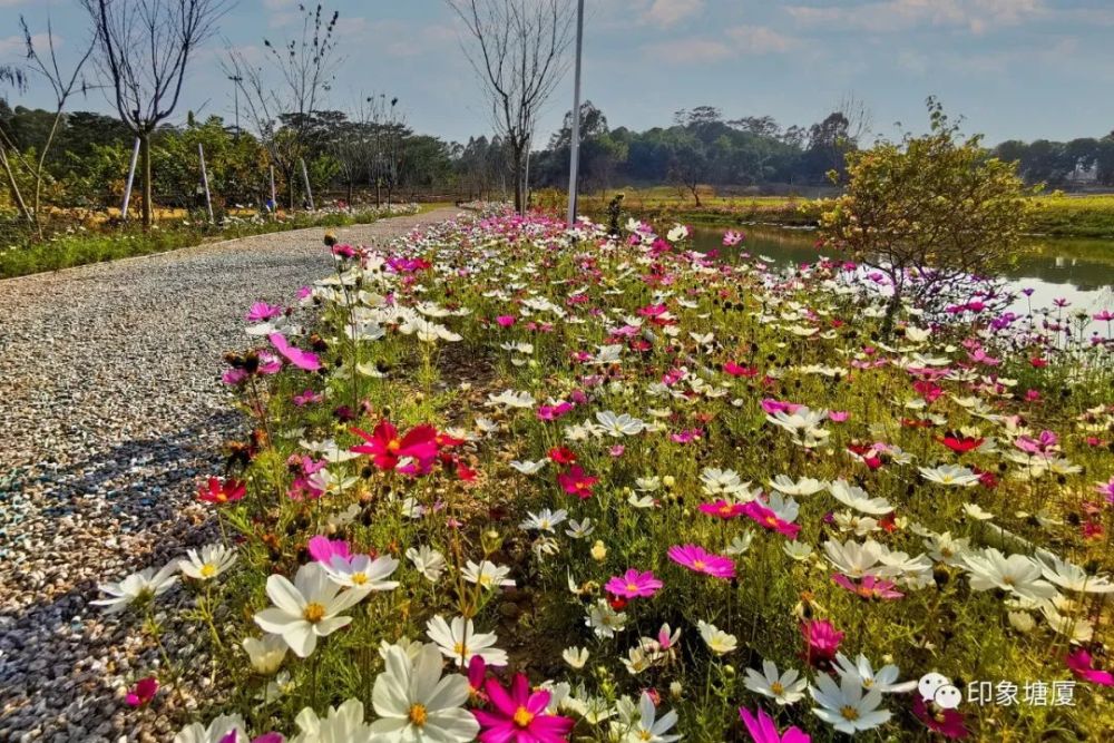 太美了春暖花开春节就到东莞这些地方赏花吧