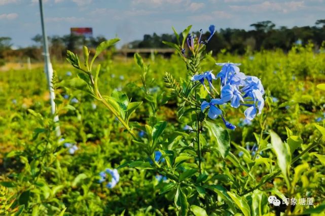 龙背岭花海位于塘厦龙背岭社区牛眠埔新围龙背岭生态循环岛对面,紧邻
