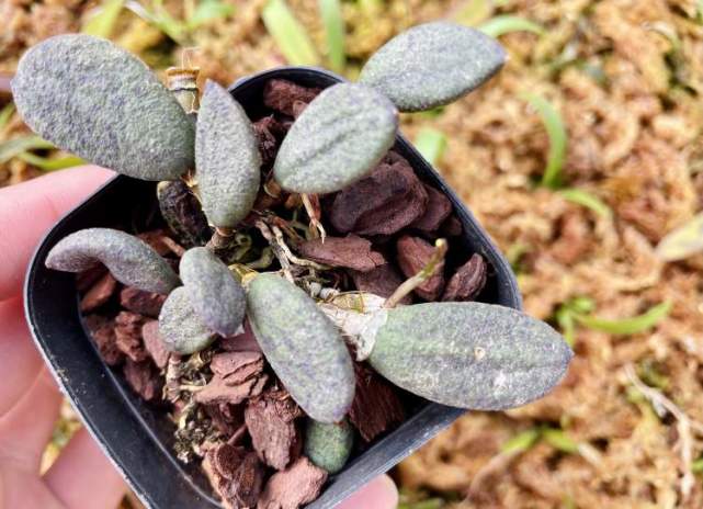 牛角隔距兰,花叶紫金牛,矮牵牛……上海植物园年宵花展明开幕