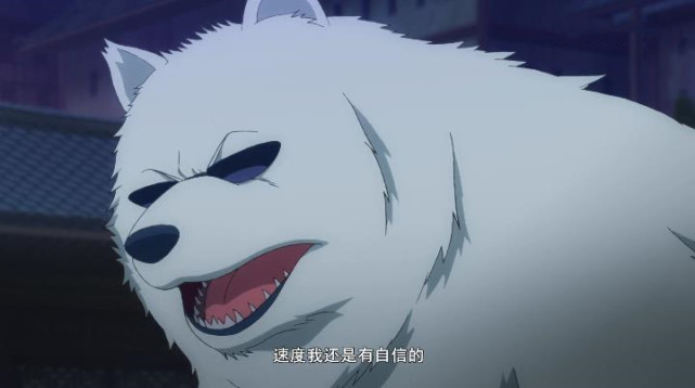 狐妖小红娘:在萨摩耶身上秀恩爱,萨摩王:你们就没考虑我的感受