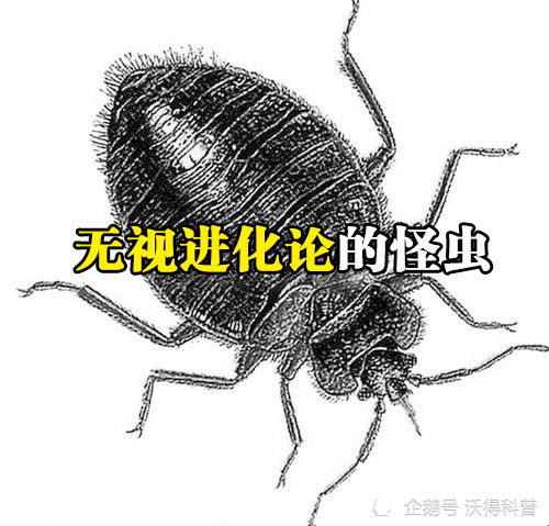 它用自备燃料喷射音速子弹无视进化论调戏达尔文的虫子