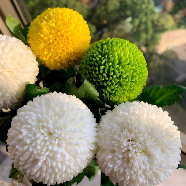很多花友把乒乓菊买回家以后,没养多久,就发现底部