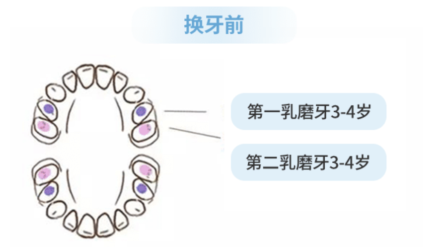 第二恒磨牙位置图图片