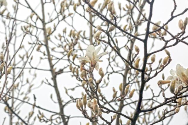 白玉兰近两年三次刷新最早开花记录 今年5月还要实现 史上最晚 腾讯网