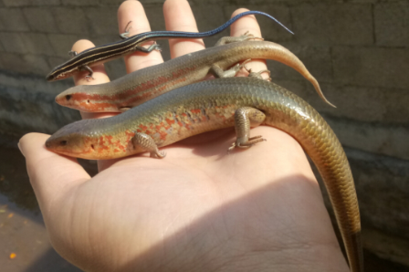 俗称"山泥鳅",酷似泥鳅却有长有4条腿,因太好吃如今野生少见_腾讯新闻