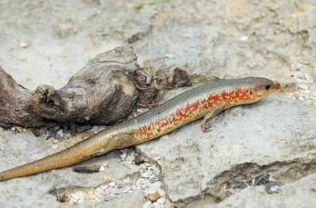 俗称"山泥鳅",酷似泥鳅却有长有4条腿,因太好吃如今野生少见_腾讯新闻