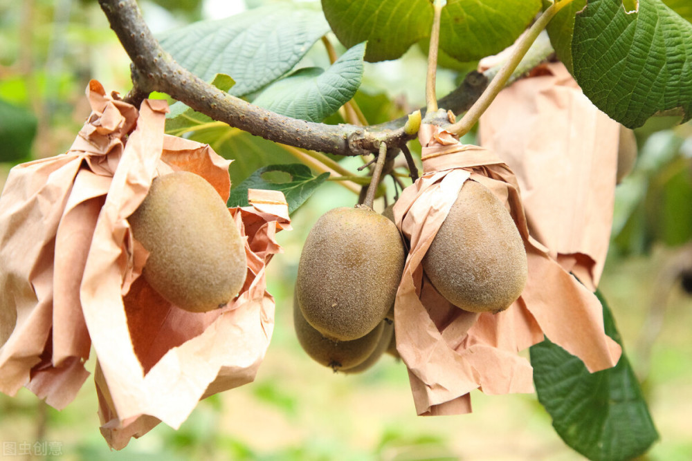 猕猴桃|众怒：猕猴桃早被指责过早采摘问题，始终不改遭“唾弃”！没人买