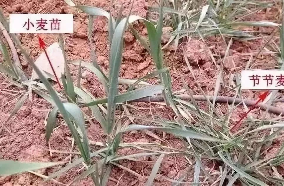 节节麦|开春后，杀灭“节节麦”还有一次机会！别再错过，怎么用药？