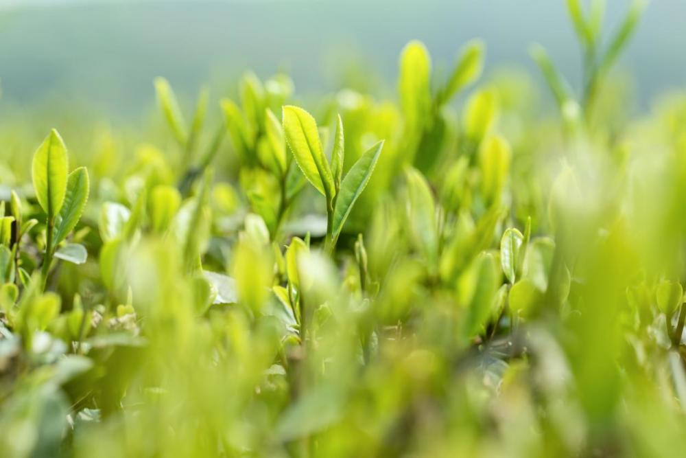 这些茶树修剪技术要点,你掌握了吗?