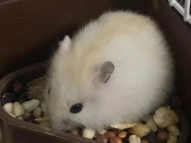 给生活带来无限乐趣的小仓鼠.